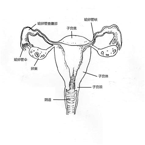 女人 身體|女性生殖系統